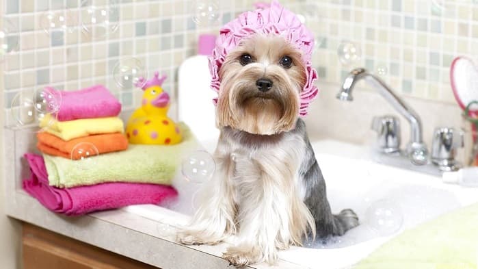 Shampoo for Dog in Dubai